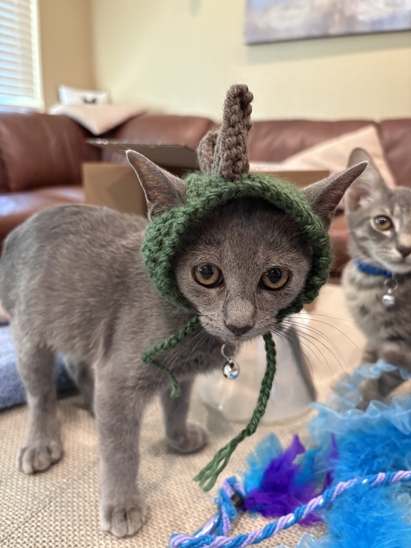 Carbon Dino — handmade cat hat photo