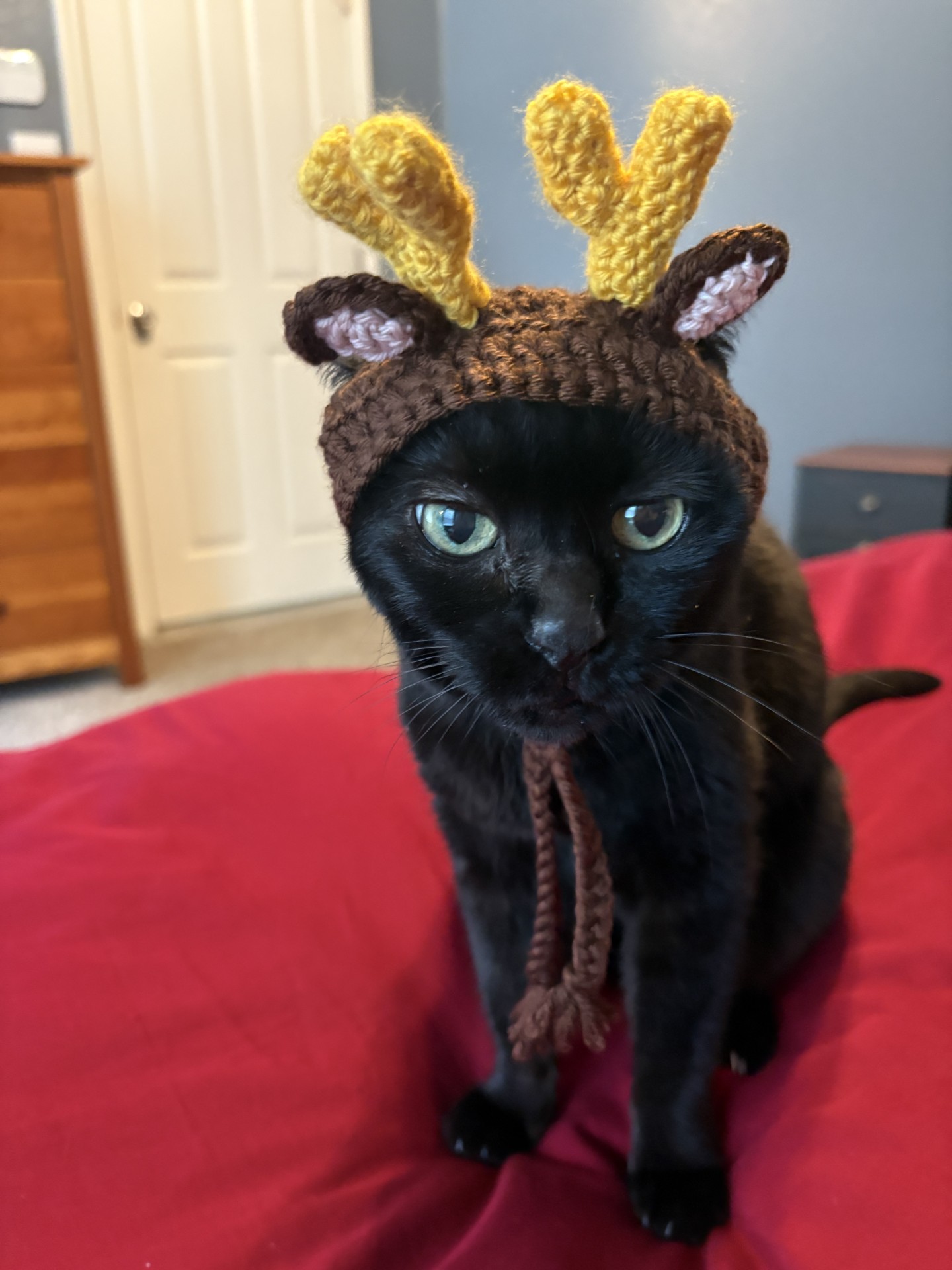 Ronald Reindeer — handmade cat hat photo