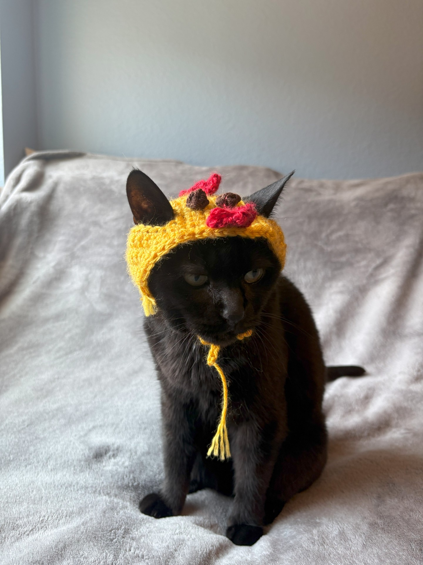 Cat in a hat