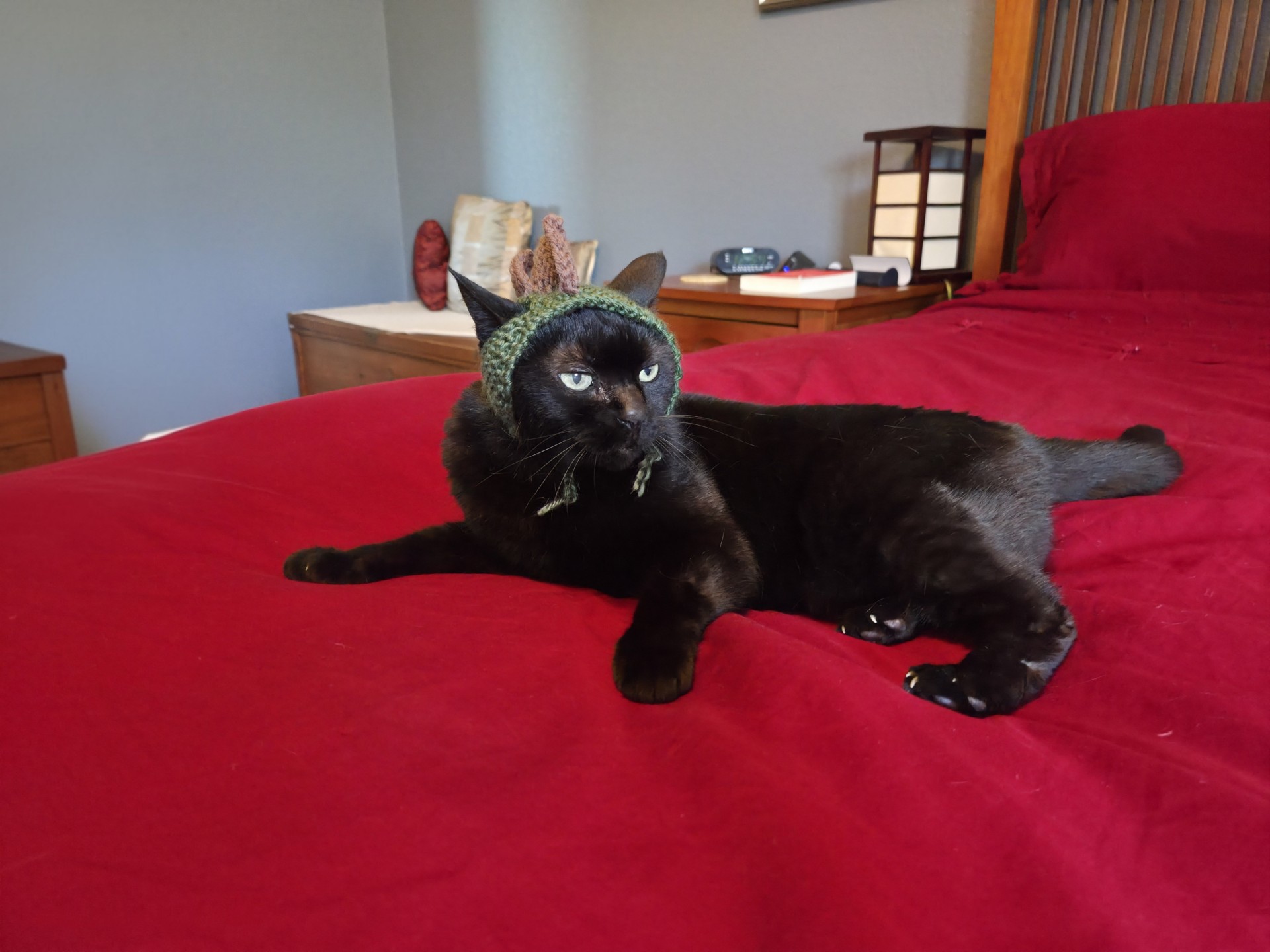 Cat in a hat