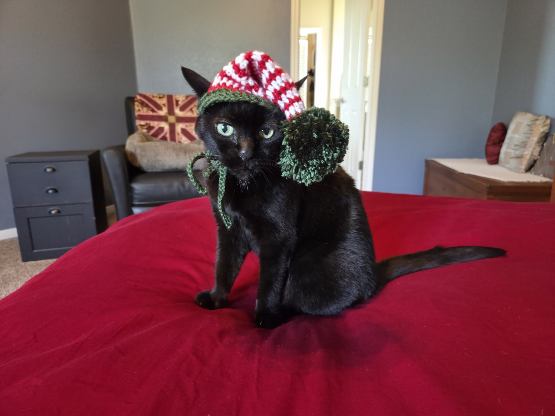 Cat in a hat