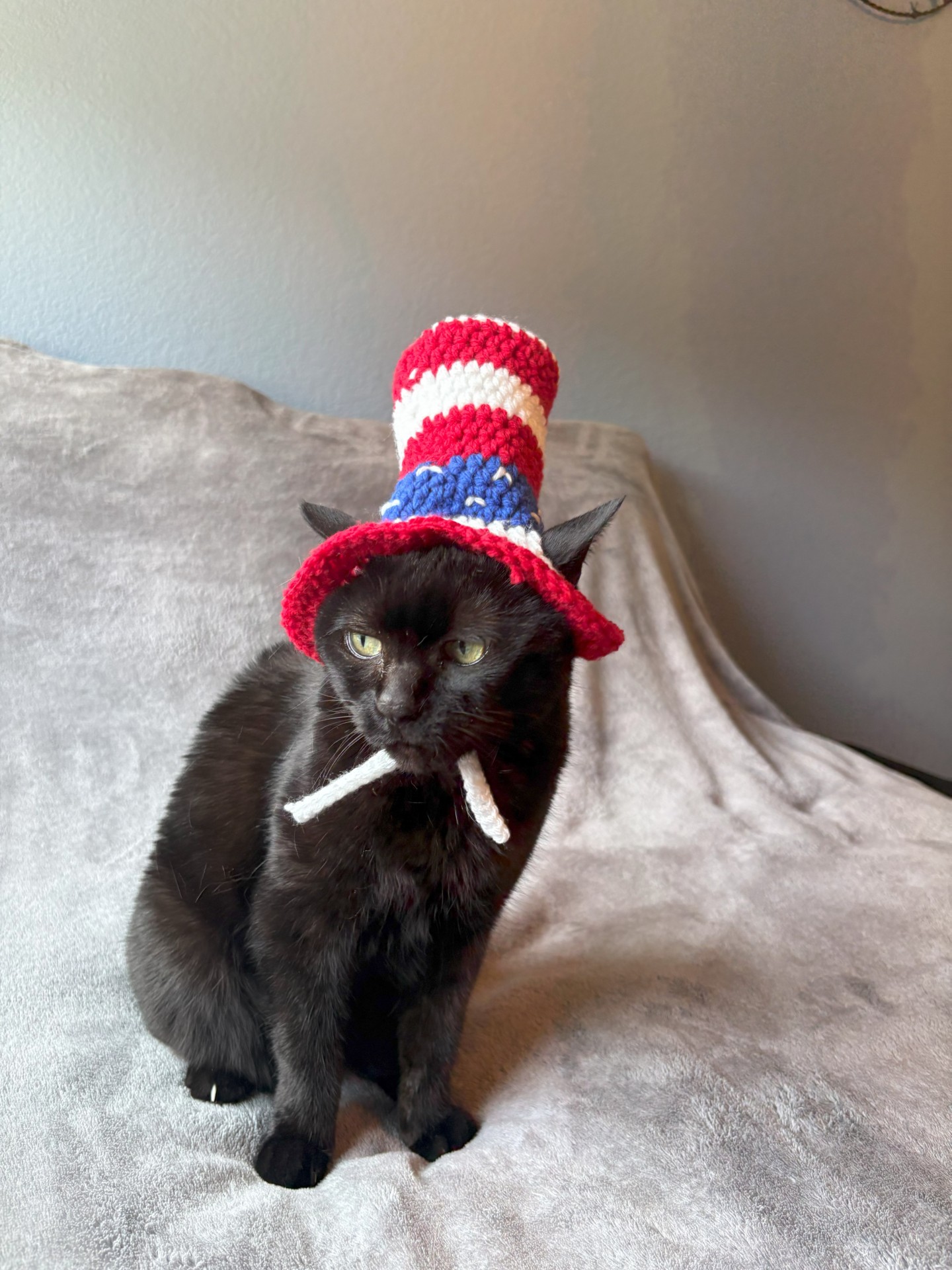 Cat in a hat