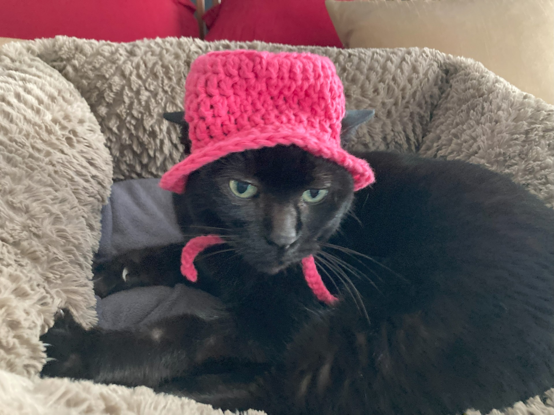 Cat in a hat