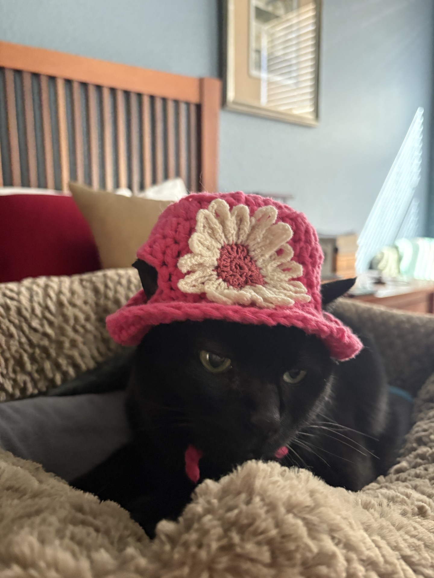 Cat in a hat