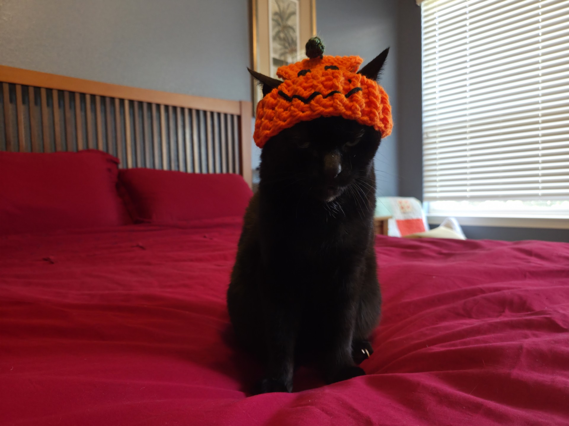 Cat in a hat