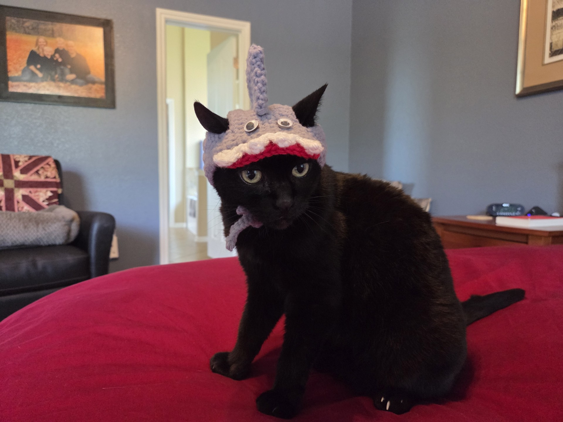 Cat in a hat