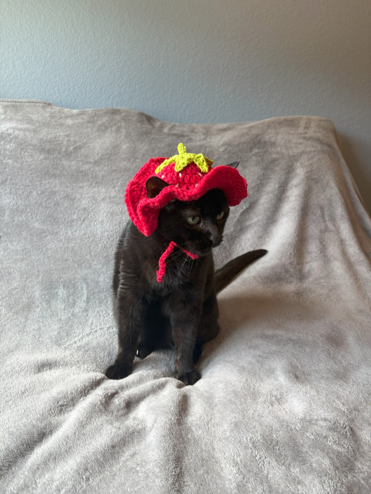 Cat in a hat