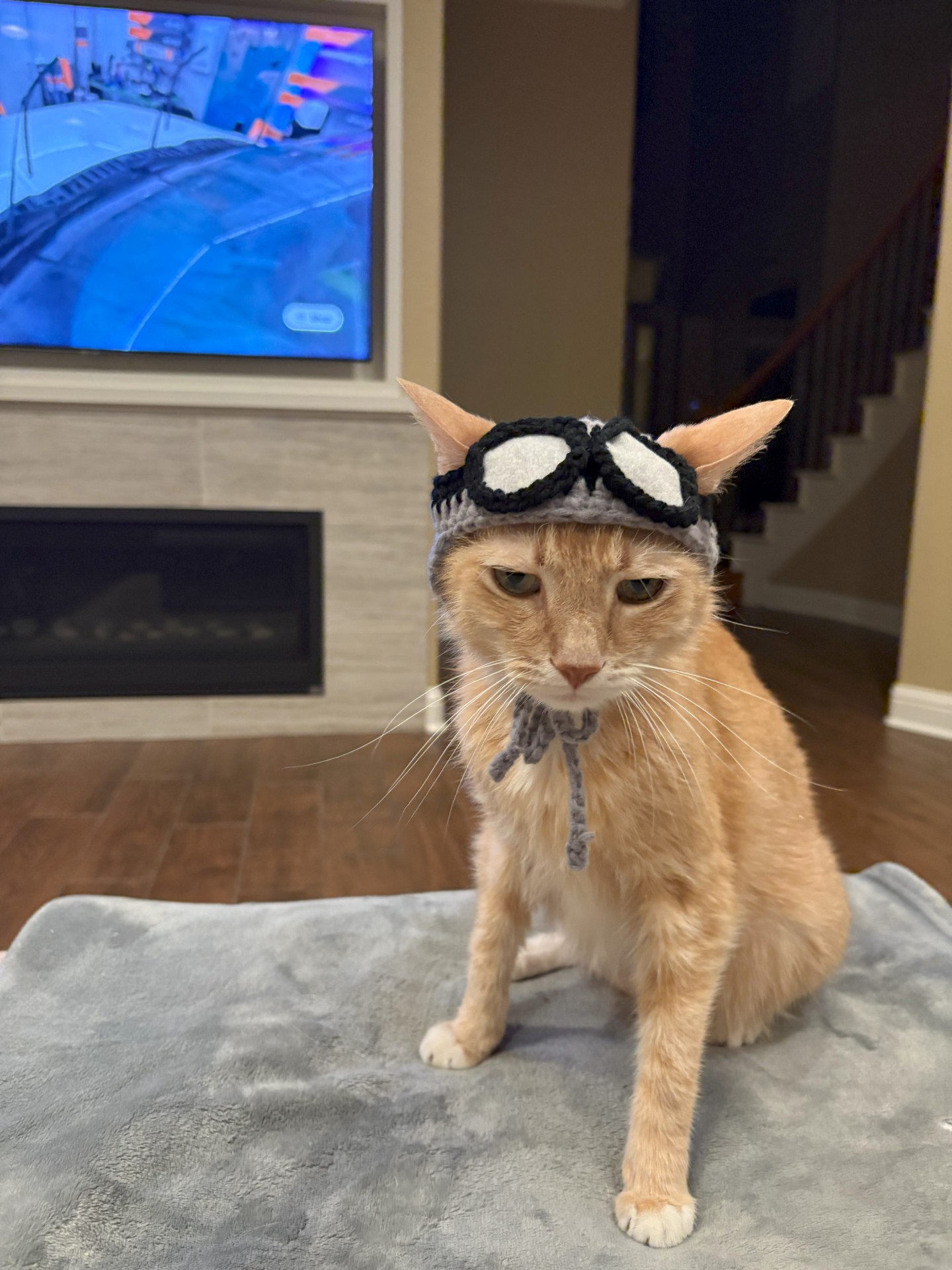 Cat in a hat