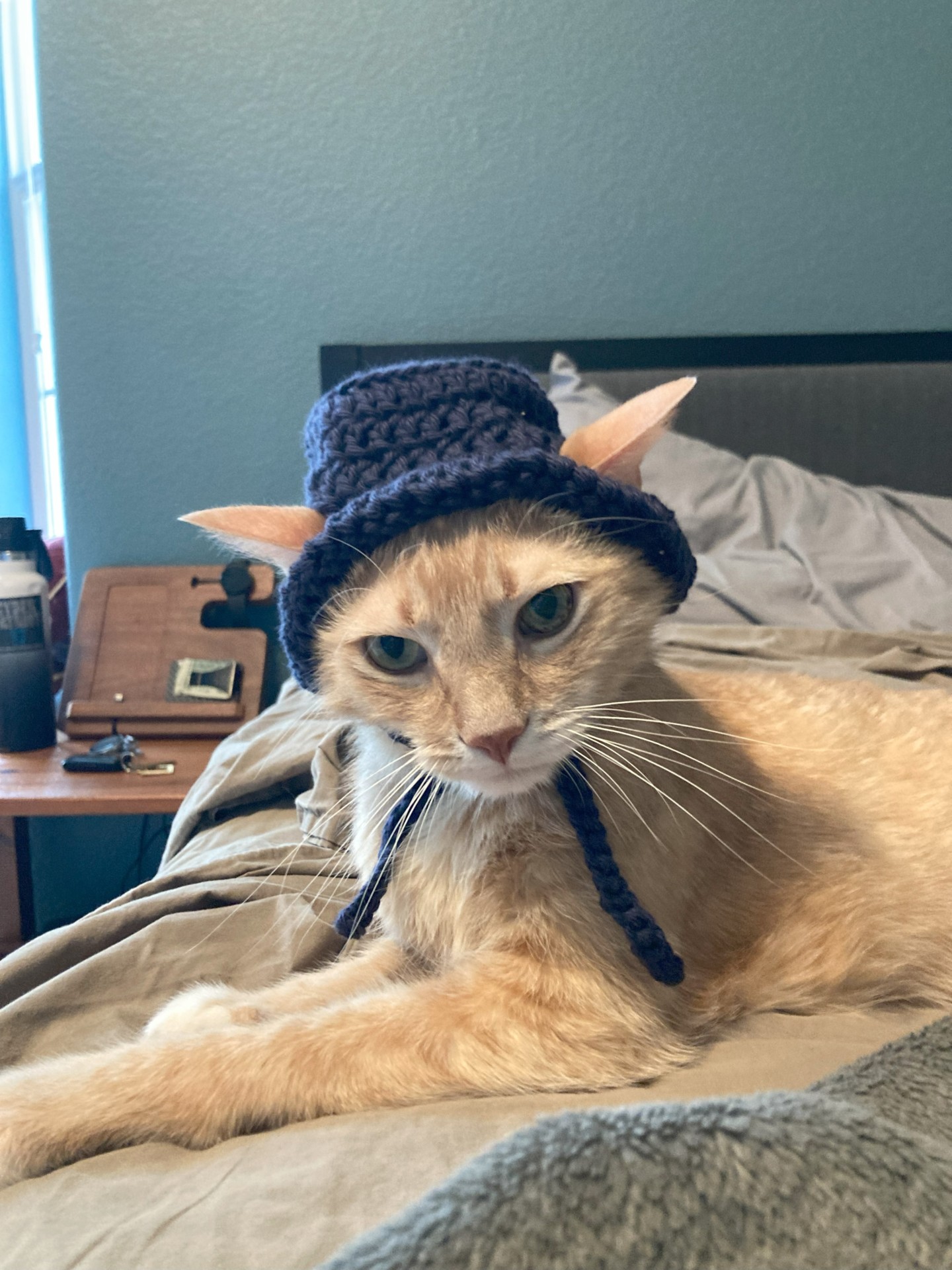 Cat in a hat
