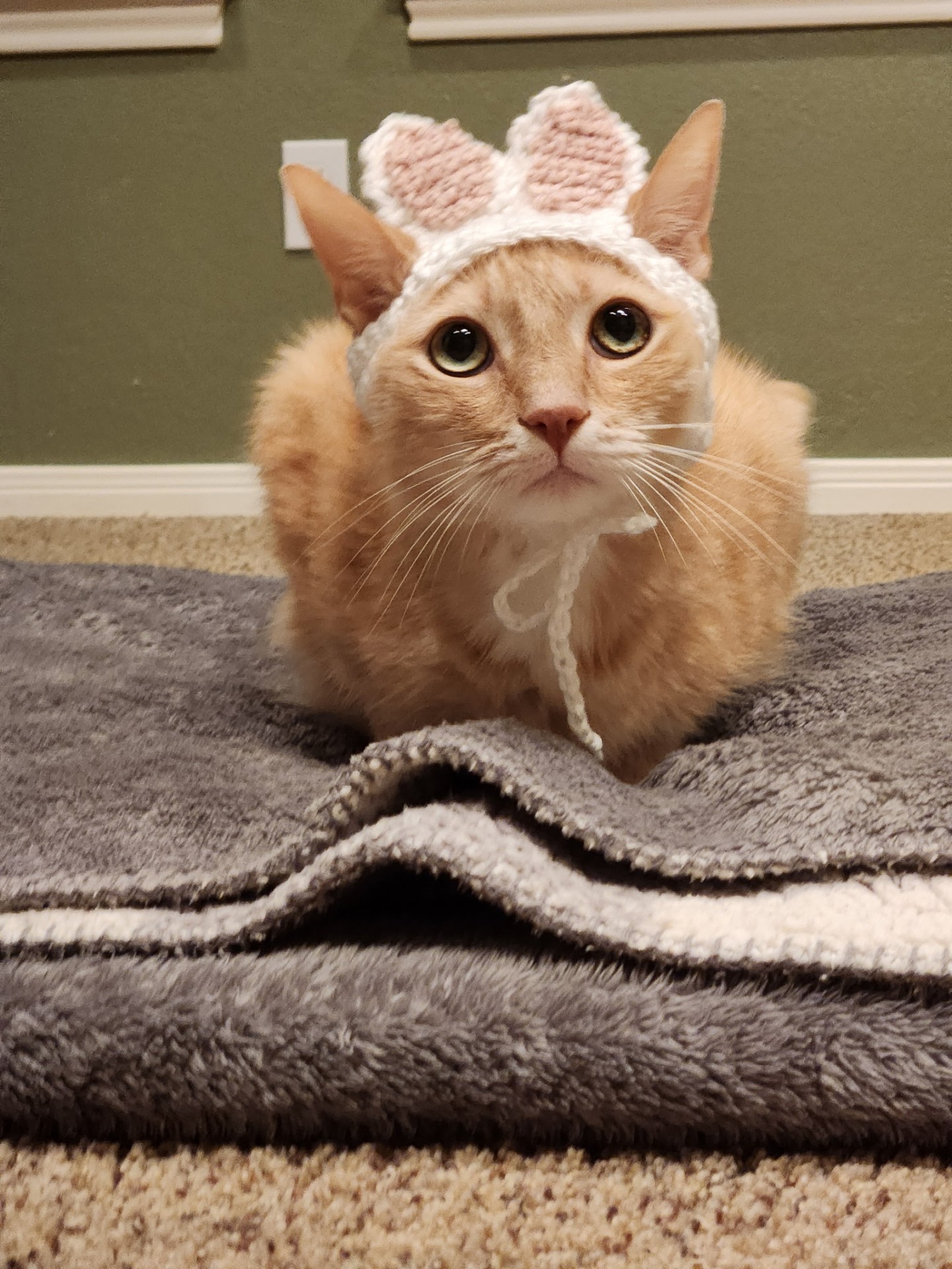 Cat in a hat