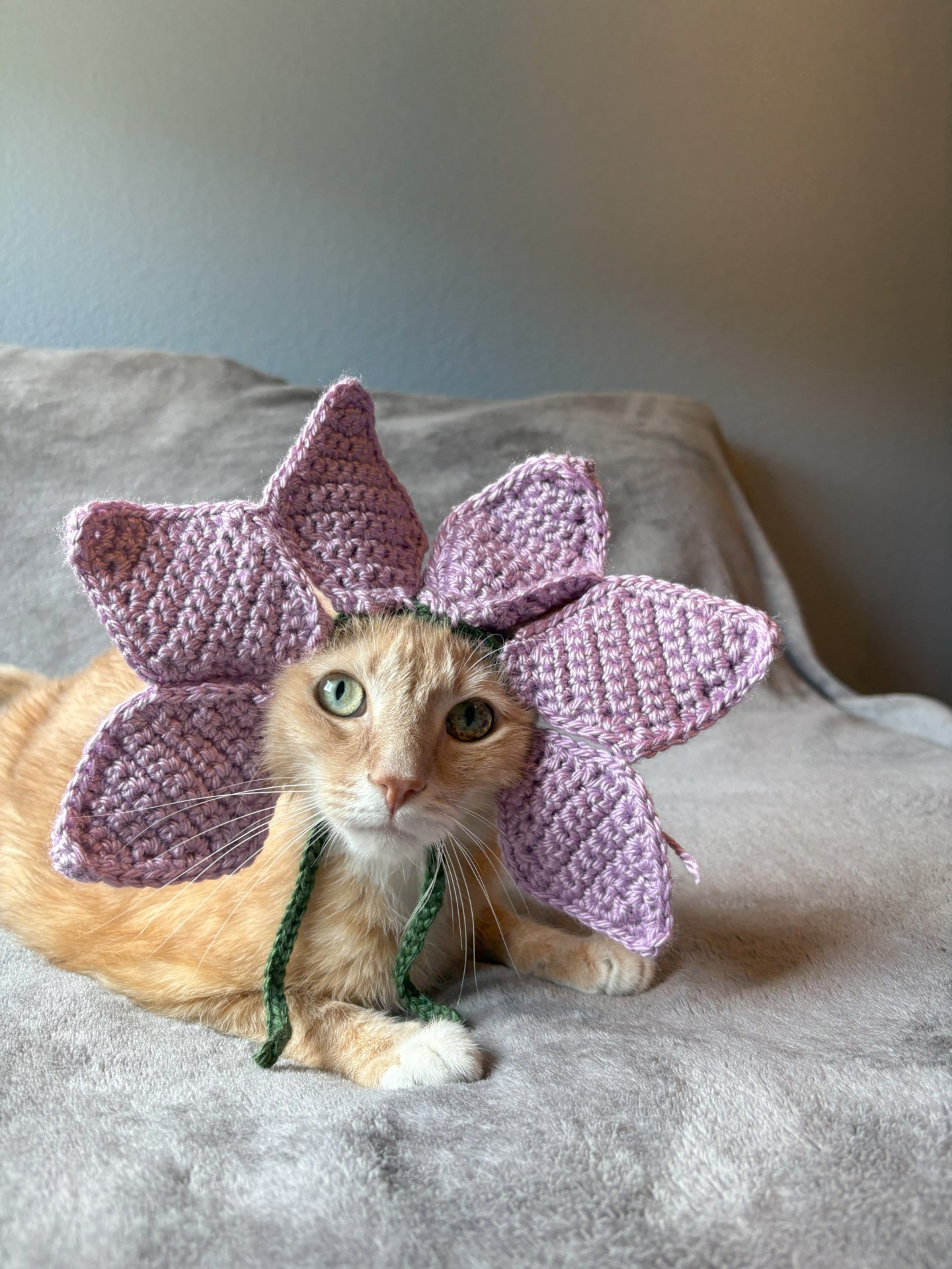 Cat in a hat