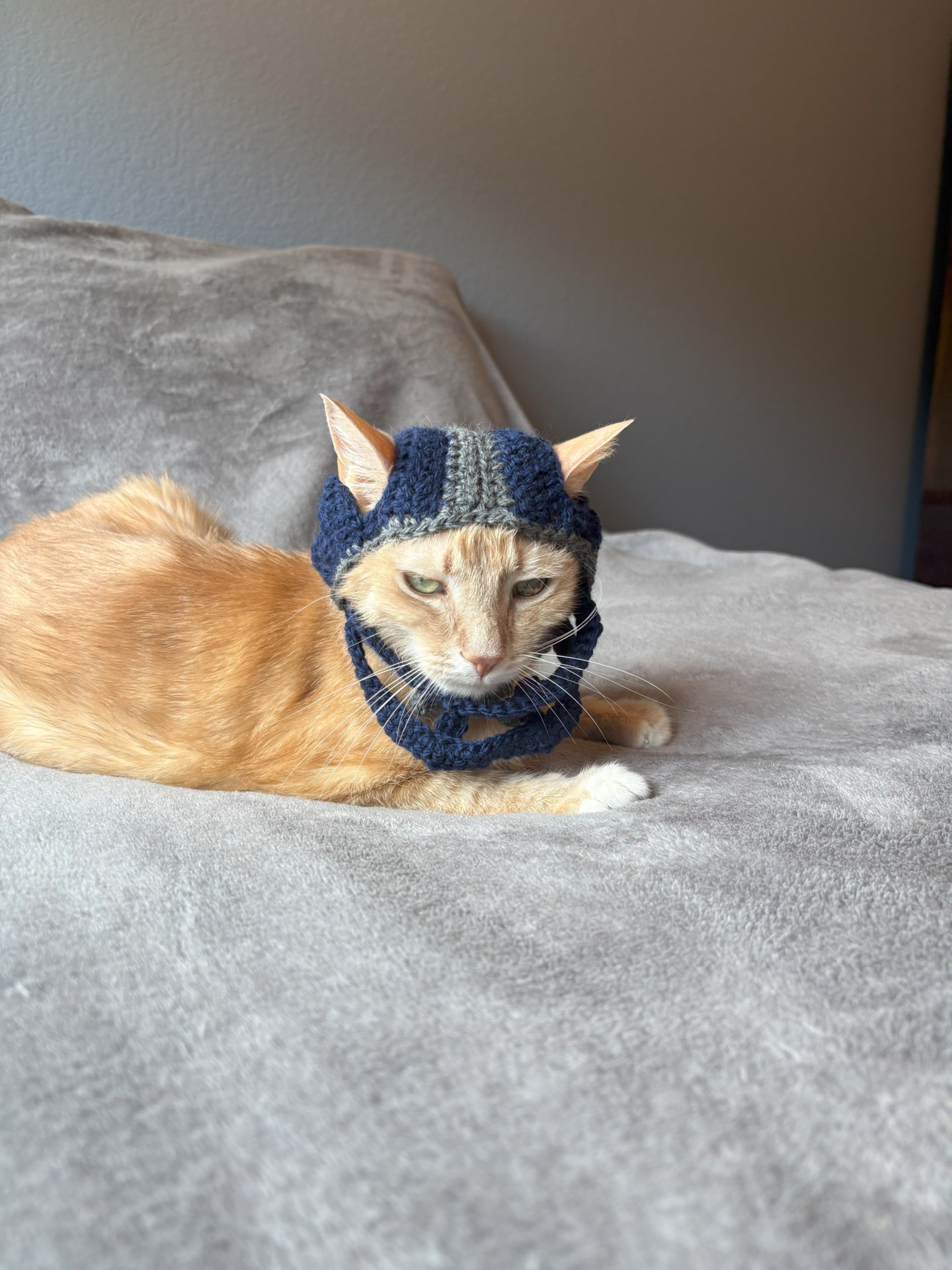 Cat in a hat