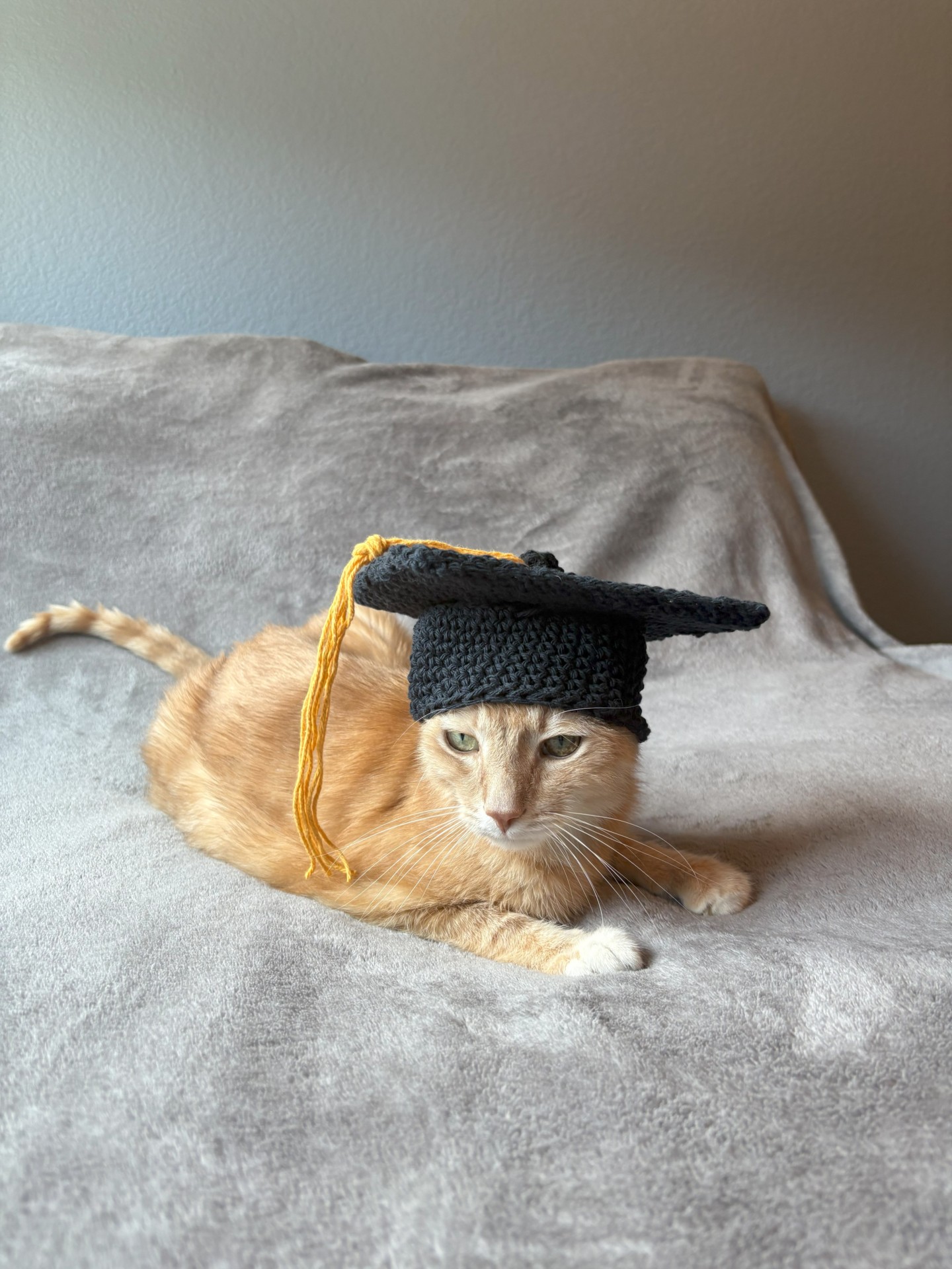 Cat in a hat