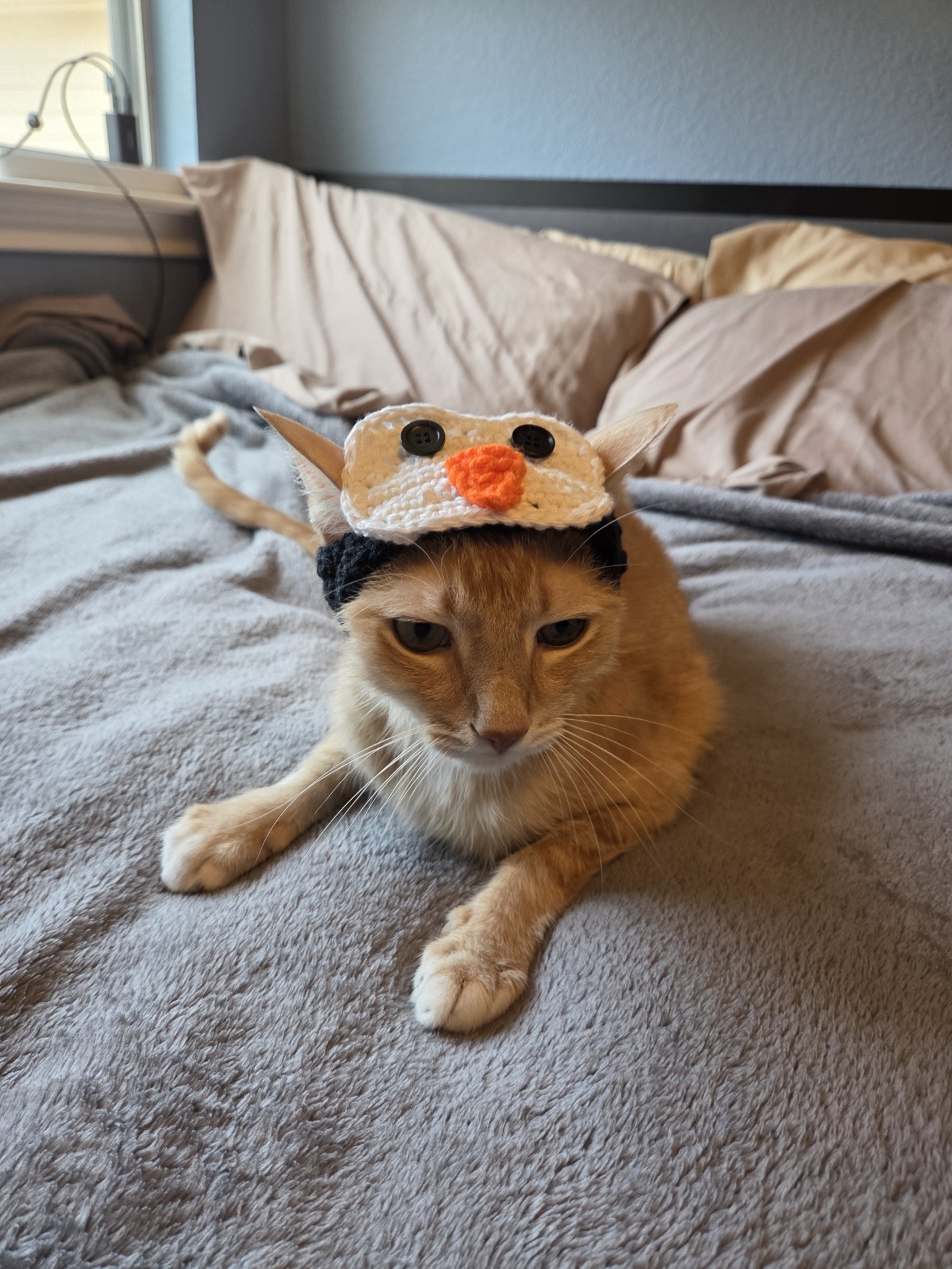 Cat in a hat