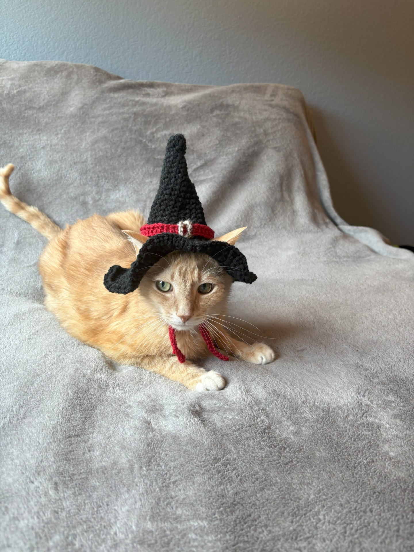 Cat in a hat