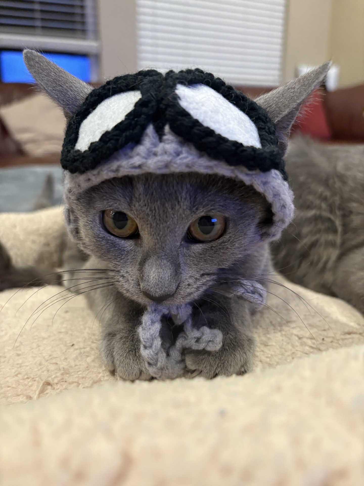 Cat in a hat