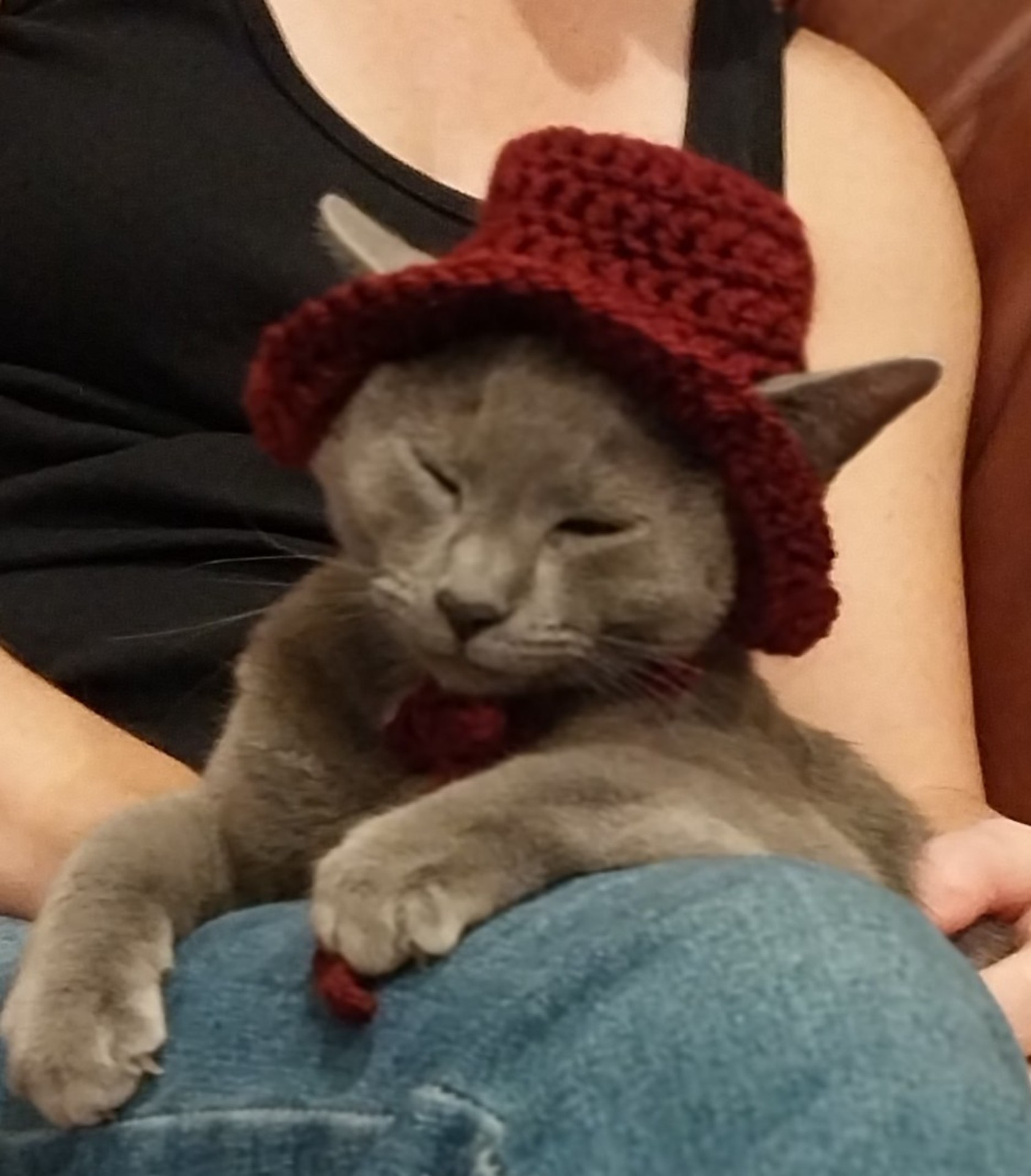 Cat in a hat