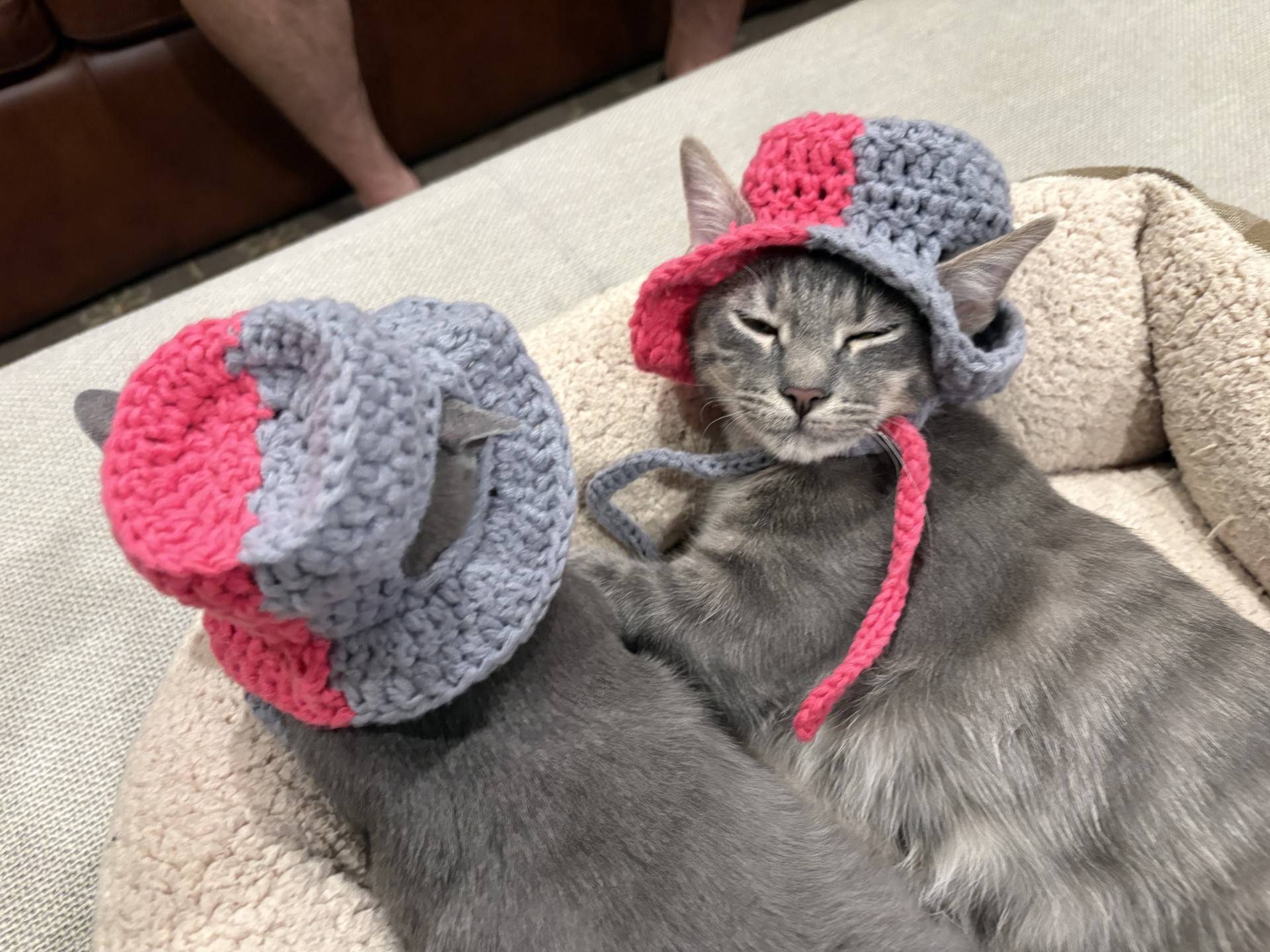 Cat in a hat