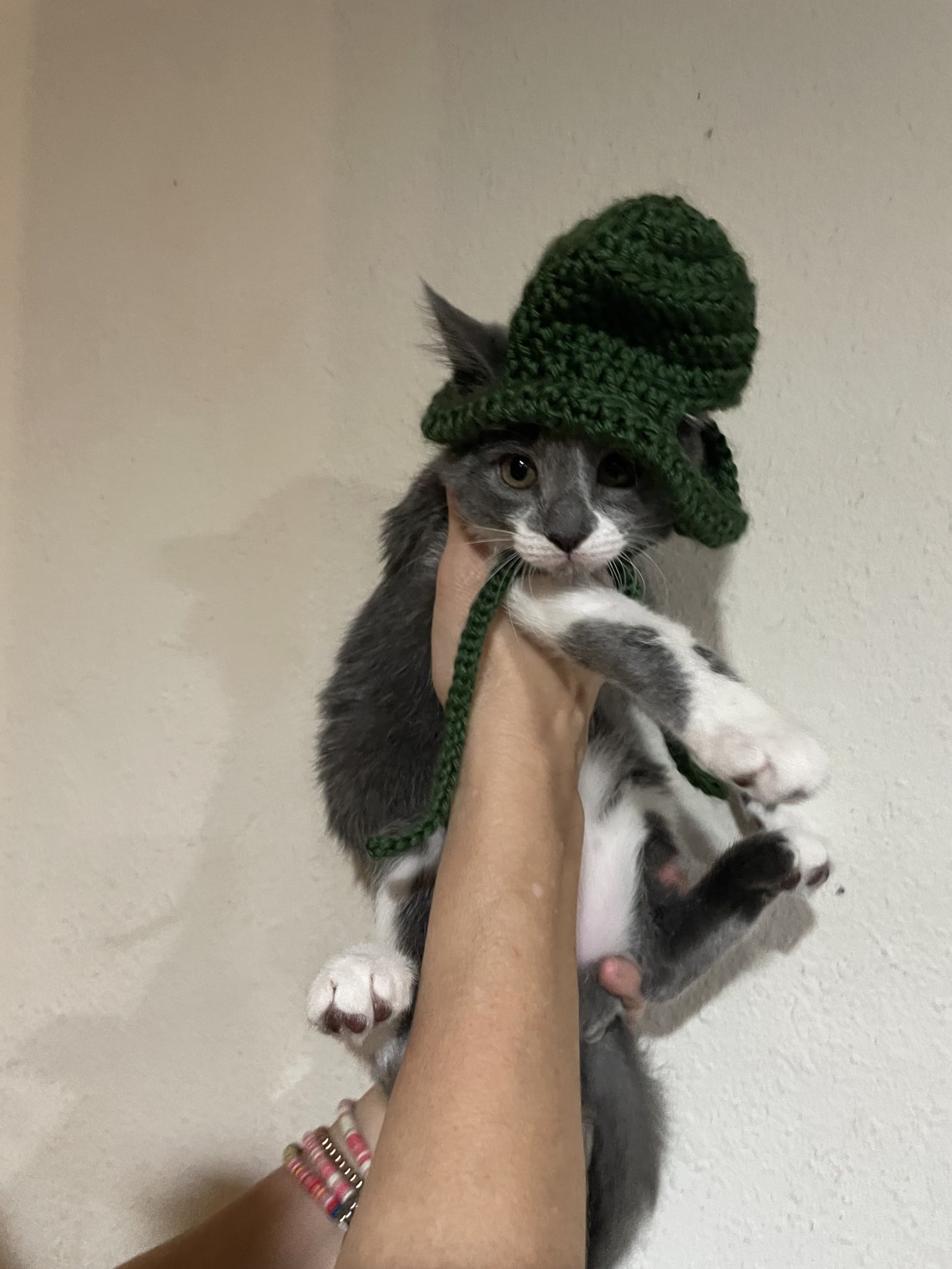 Cat in a hat