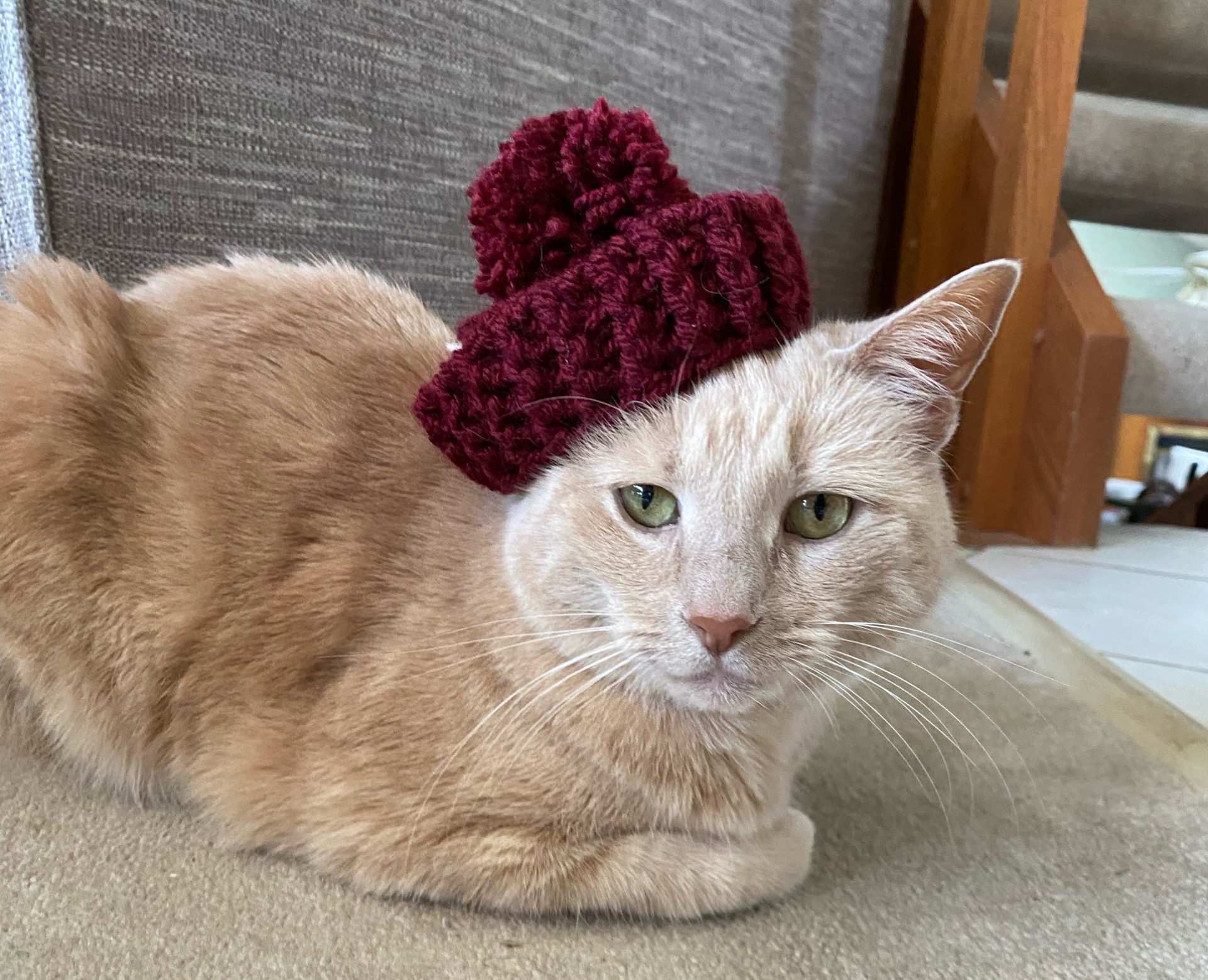 Cat in a hat
