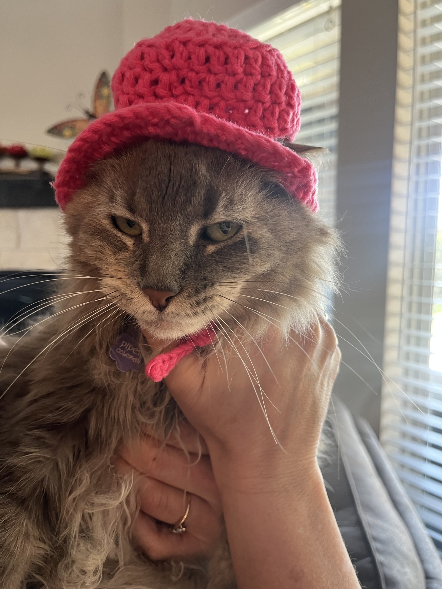Cat in a hat