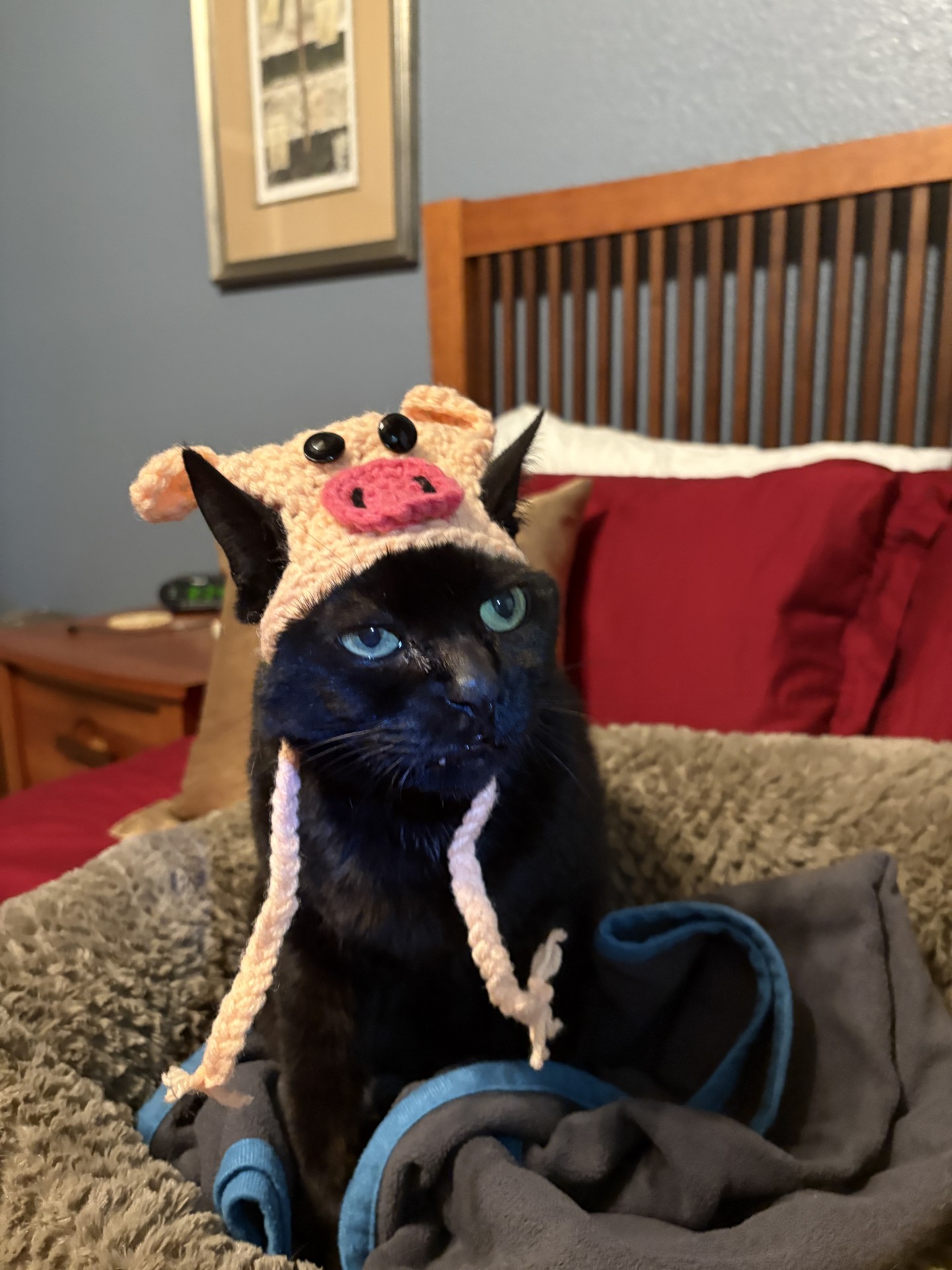 Ronald Pig — handmade cat hat photo