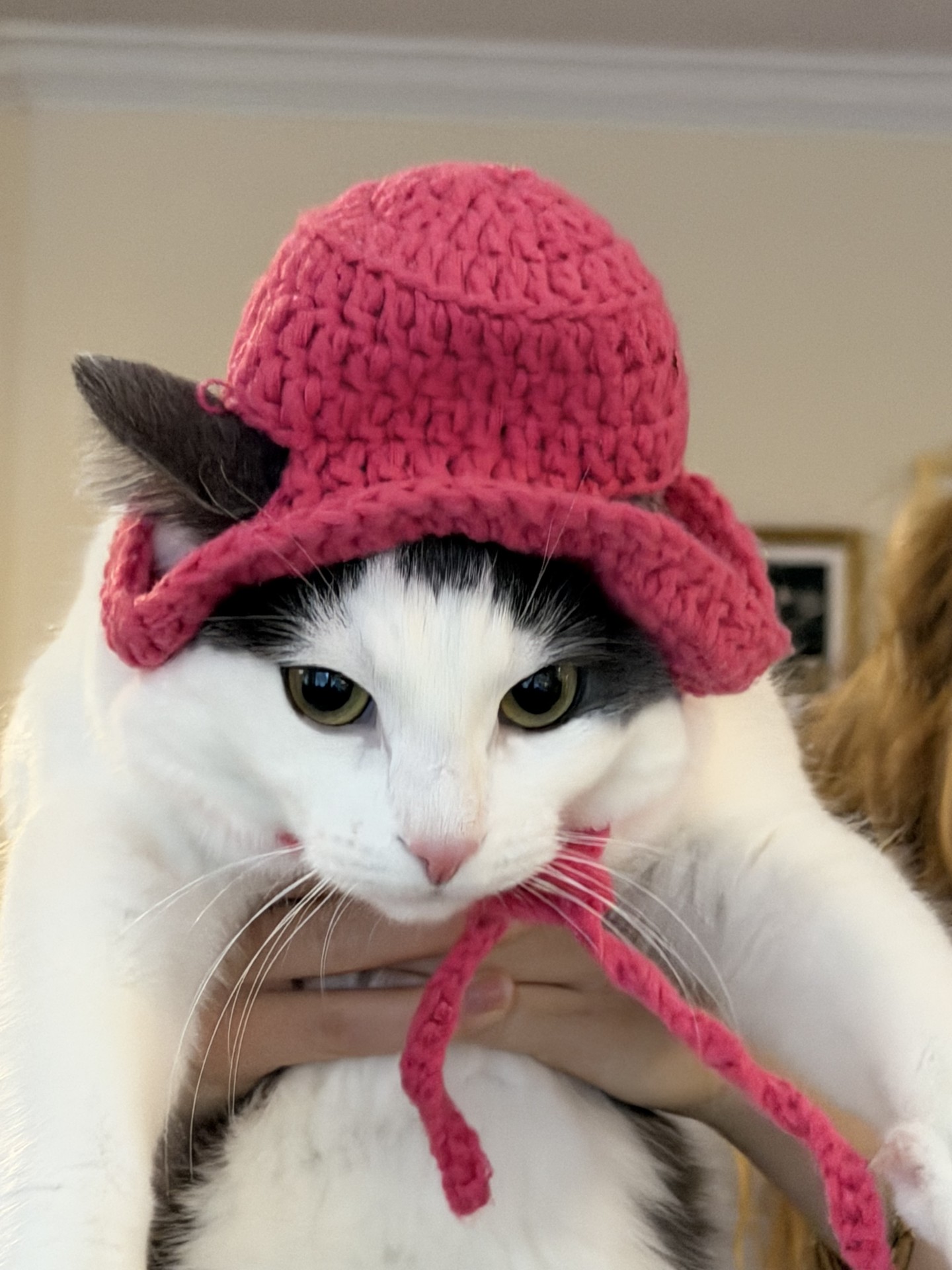 Cat in a hat